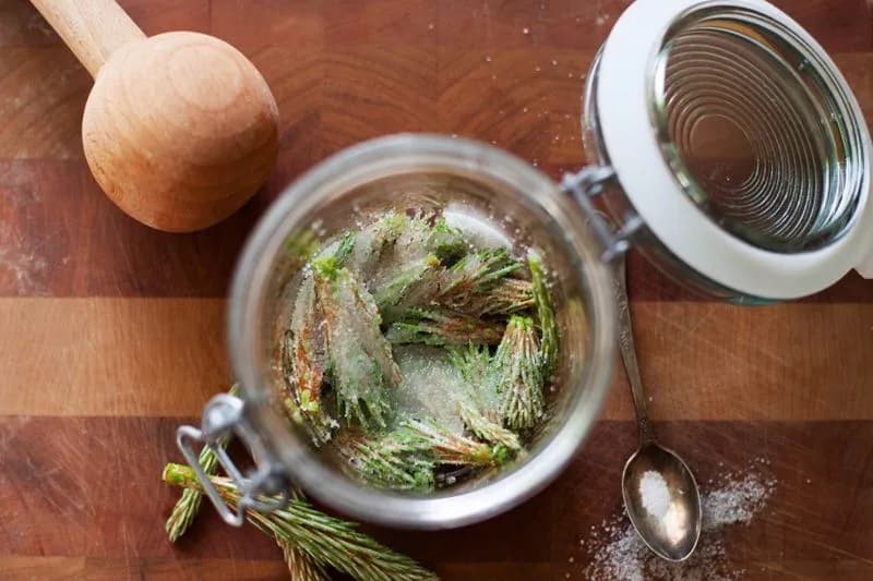 Nalewka z sosny: przepis, właściwości i zastosowanie na kaszel