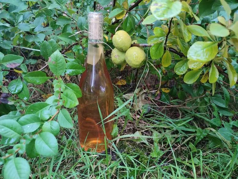 Nalewka z pigwowca: Prosty przepis na domowy eliksir zdrowia